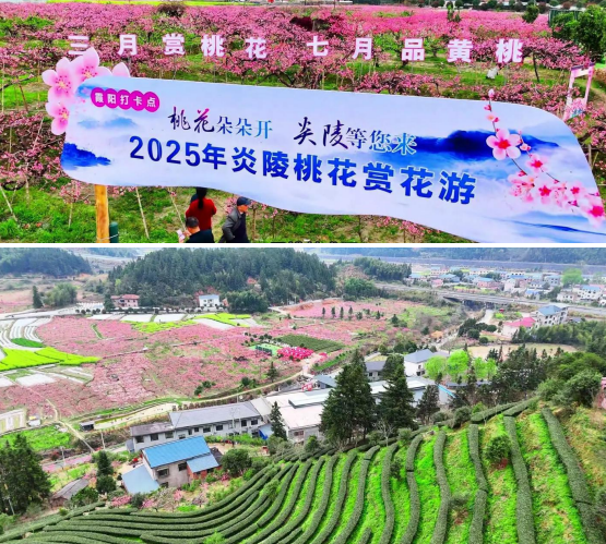 黄桃基地桃花