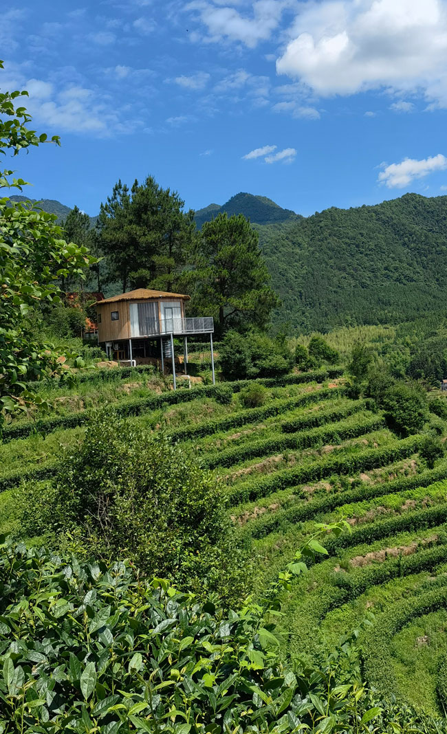 高山茶园松林