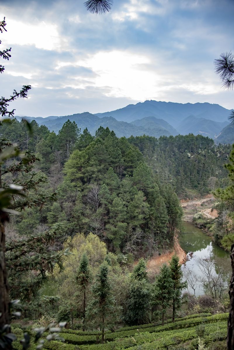 茶山全景